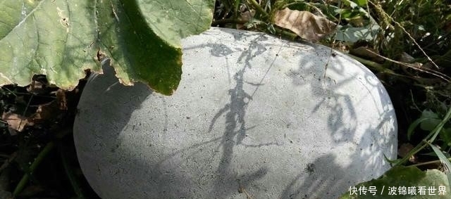  [葫芦]农村田野里，那些被遗弃的冬瓜们