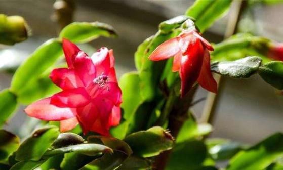  #养花#养花就养“它”，比绿萝好养，花色喜庆，四季有花开，蕊黄瓣艳