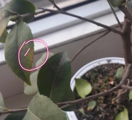  『叶脉』茶花盆栽的叶脉发黄就是缺素吗？不是的，4种原因容易被忽略
