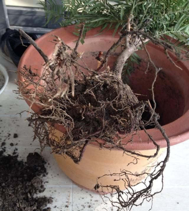  耷拉的现象|夏天盆栽红豆杉叶子容易耷拉？详解解决办法，叶子挺立才容易开花