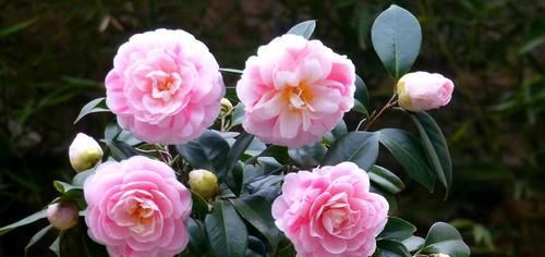 高雅:在家养花不知道养什么,不如养这四款,花朵大花期长,花色高雅