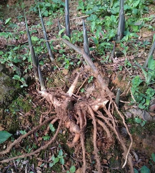  [可惜]它极为珍贵，人称“亚洲人参”，农村常见却常被当成野草