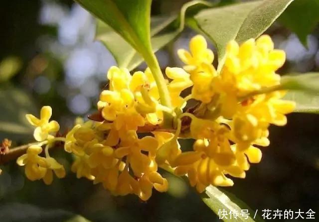 #养花#养花,是一种优雅的修行!