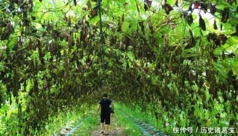  亩地能@农民种植一种蔬菜，批发价每斤0.5元，3亩地能赚多少钱？