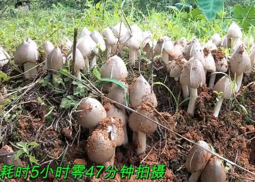 云南小伙发现一个鸡枞菌窝,一口气挖了100朵,这收获可真不少！