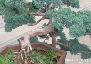  「技巧」家养松树盆景总是长不好？学会这三个小技巧，轻松长成老桩