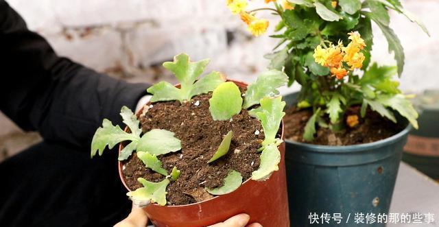 「植物」气温太高,这3种花要休眠,在养护上更要上心