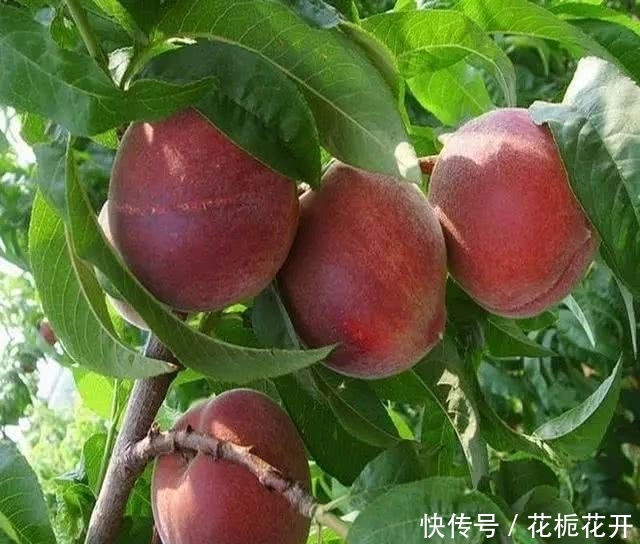 中国最贵的果树，一亩产3300斤，1斤20-40元，家里种2棵就不得了
