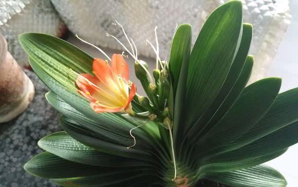  「花开」给花浇水来点它，土壤肥沃不板结，花开的多又大！