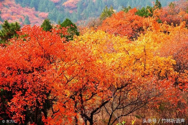 遇见秋，犹如故人归，愿时光多一些明媚，岁月静好，你亦无恙！