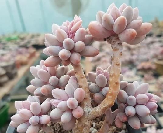  「粉嫩」养护多肉婴儿手指记住4点，新手也能养出好状态，叶子粉嫩肥嘟嘟