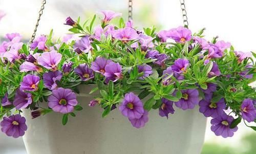  『开爆』阳台养此款花卉，花开美观又大气，花色鲜艳花期长，轻松开爆盆