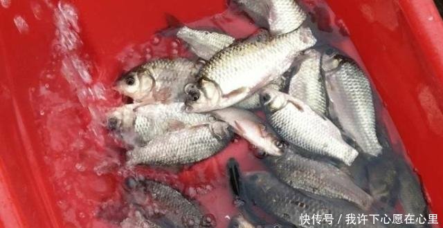  [打窝]秋钓时，有人打重窝，有人直接钓全不对，教你正确做法，莫忽视