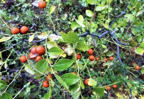  「植物」在五台山附近，1种野草较为“独特”，能结出“小红果”，价值高