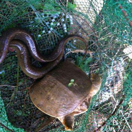 再不用又脏又臭的蚯蚓!偷偷教你老渔翁的家传秘方，渔获翻10倍