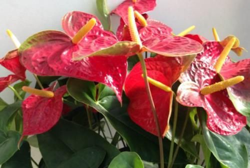  #鸿运当头#这几款植物养在家里，沾土就能活，开花就爆盆，不易生病好养护
