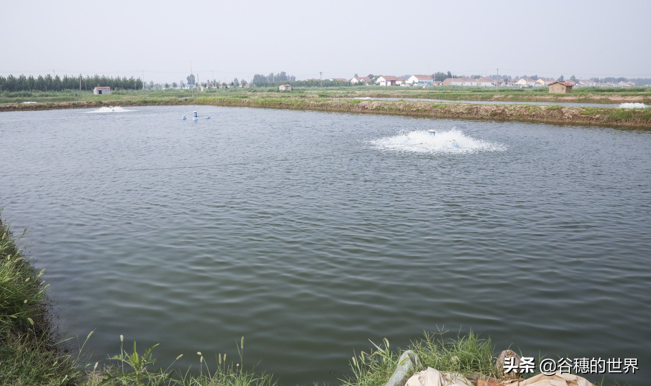 黄河岸边曾经的农村盐碱地，现在12000个虾池，农民们的梦想