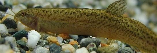  「农村」农村养殖，八大骗局