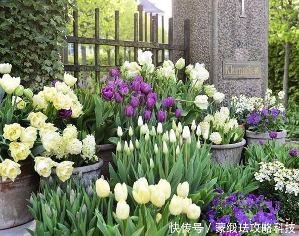  「家里」家里养花选品种有技巧：不要栽种前2款，室内盆栽后4款迎财运