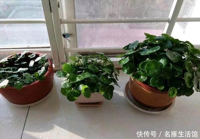  「水培的铜钱草」开春如何养铜钱草？记住1个“小步骤”，绿叶挤满盆，叶片圆又大