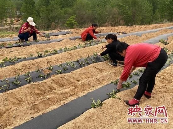  鲁山县■鲁山县仓头乡：“小红薯”种成“大产业”