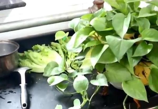 『绿萝』家中这4个地方不能摆放绿萝,有很大讲究,有的话抓紧拿走!