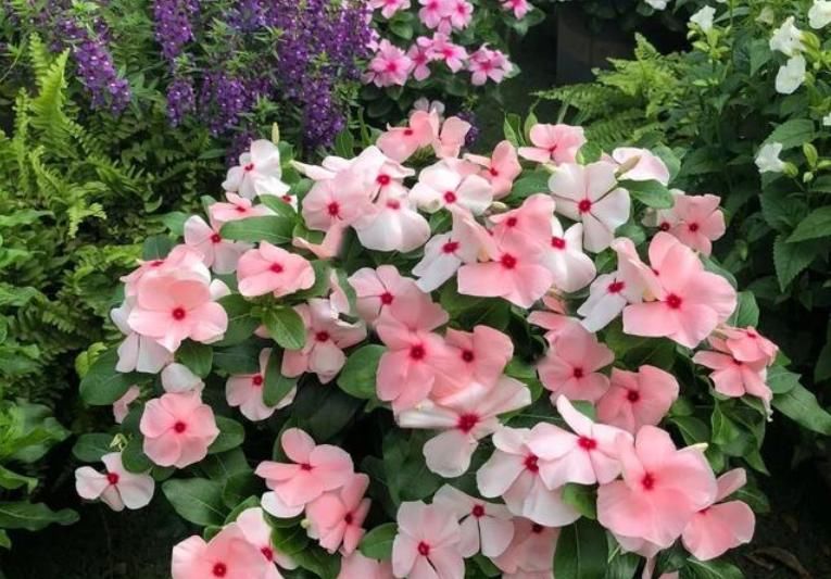  「有花赏」1种“平民花”，便宜又好养，10元两盆，开花超强，四季有花赏！