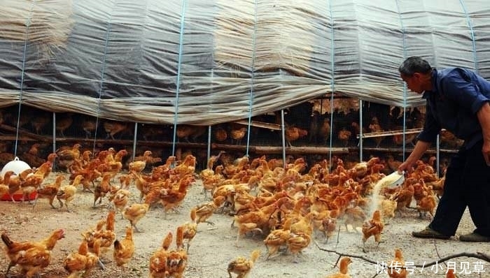  「建筑」下半年，农村“统一拆迁”行动开启，这4种建筑可能“保