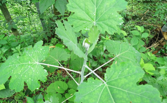  「重视」乡下一种野生植物，若遇见请重视，如今罕见不好遇，价