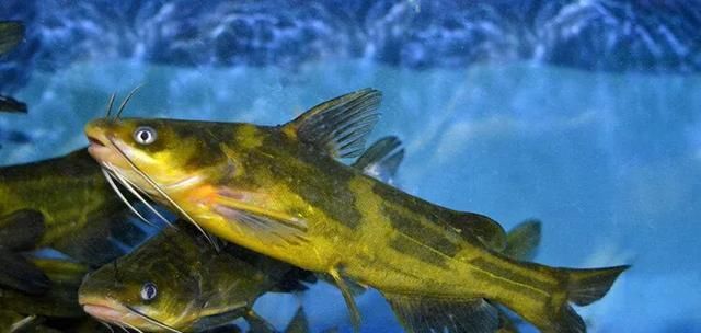  【养殖户】这条鱼让养殖户持续赚钱从不亏本！纯利润4-5元？