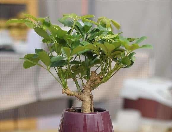  『植物』鸭脚木养护不及时，叶子发黄掉落，该怎么补救？