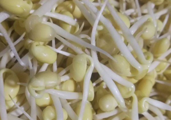  「食物」这4种蔬菜发芽后,不但没毒,而且营养价值翻倍,丢掉真的可惜了