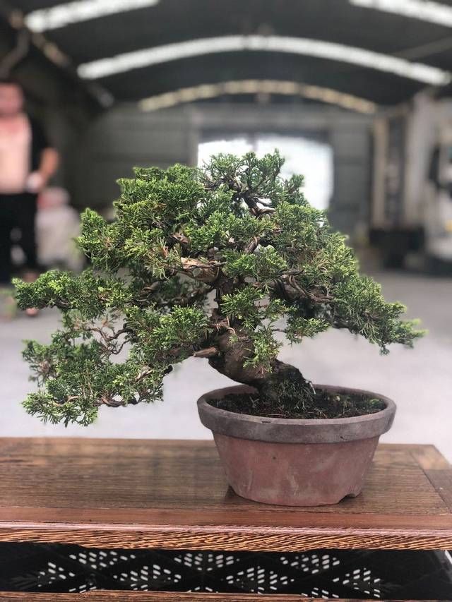  『来看第』农村老伯分享的几盆真柏树盆景，盆盆都是精品，不同角度不同的美