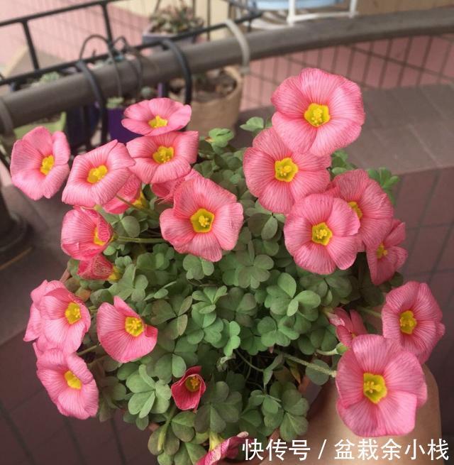  「开花更多」阳台养酢浆草，用此方法，1个种球长爆盆，花色美，满满都是花