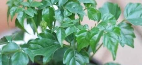  『幸福树』这4种植物,个个象征着“幸福、吉祥”,非常适合在家里养!