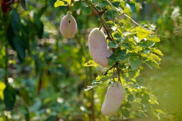  野果|农民大爷从山上挖回10苗野藤，5年繁殖400株，年赚10万元