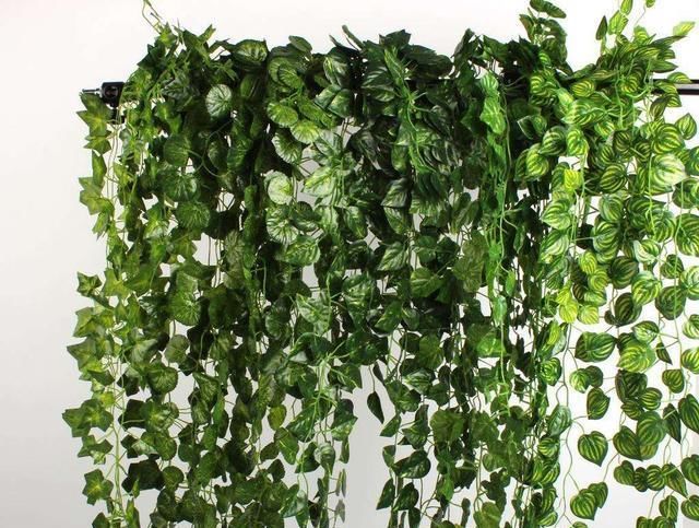 『轻松』绿萝吊兰怕什么?黄叶烂根最头疼,土里加点“皮”,就能轻松解决