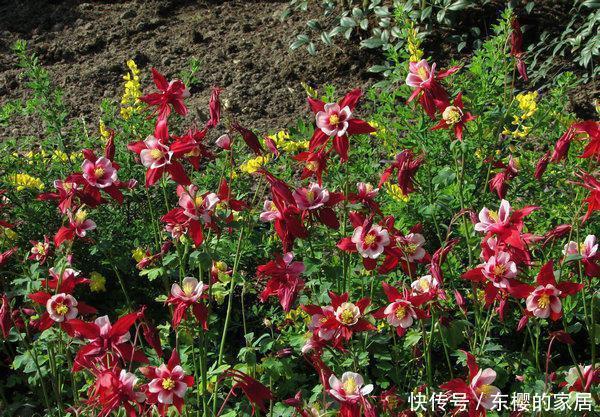 名字|路边6种“热花”,温度高就开花,路边扎堆长,能养成花海