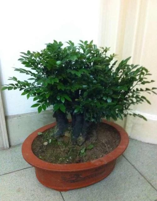  『帝王』帝王木小叶紫檀寓意美好，叶片深绿，散发淡淡清香