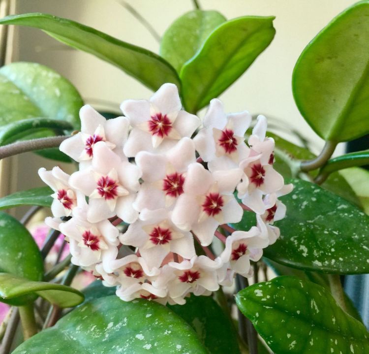 #绚丽多姿#这些花朵适合新手养,堪称花界“劳模”,花期长花色艳,绚丽多姿