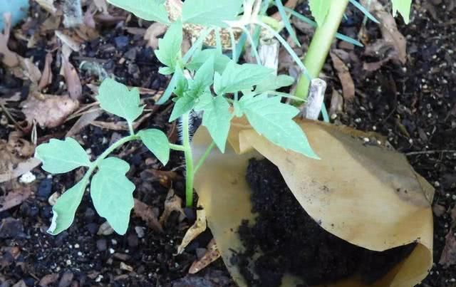  [植物花卉]咖啡渣不要扔，做花肥还有这些好处