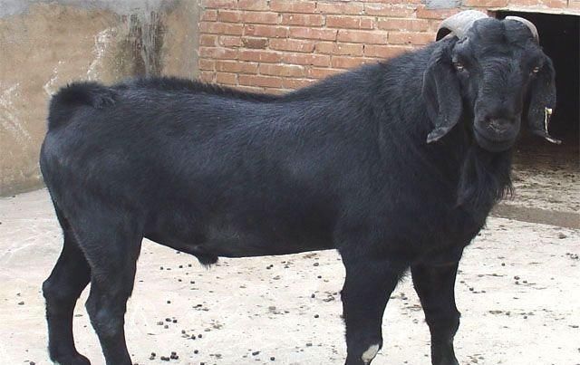  『地面』黑山羊养殖前搭建好羊舍是决定养羊是否能成功关键的一步