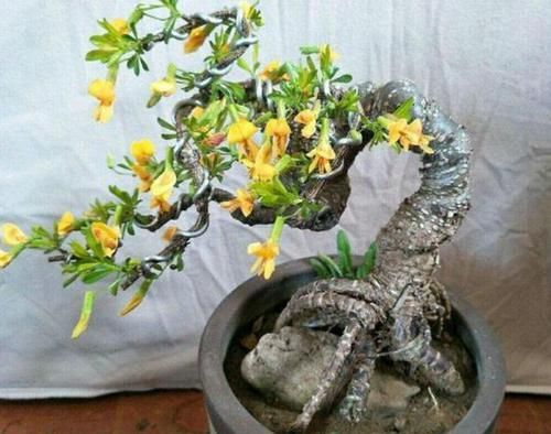  [花盆]养花怎么浇水？看懂4个细节分分钟学会，告别烂根烂叶