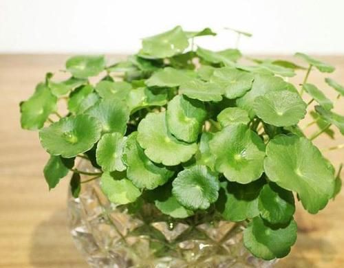  『过程中』水培花草植物该注意哪些细节？明确3个条件，养一盆旺一盆