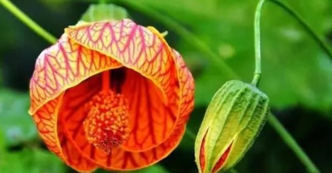  『垂吊花』世界最美的4种垂吊花，简直美出天际，看一眼就疯狂爱上她！