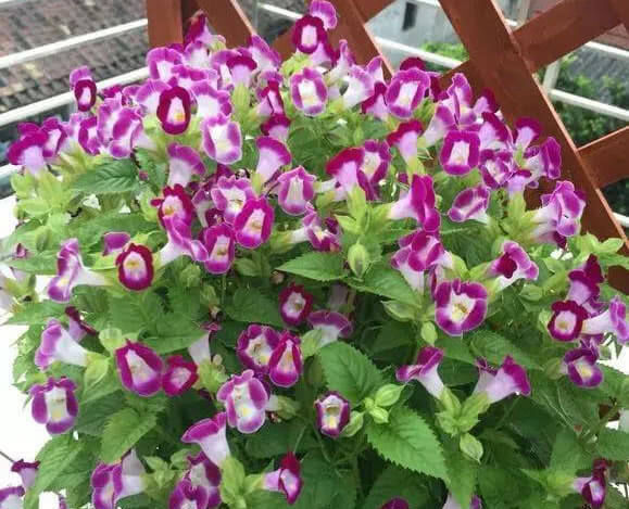 漂亮■夏天就养2种花，耐旱又耐晒，花开就爆盆，漂亮又好养，值得拥有