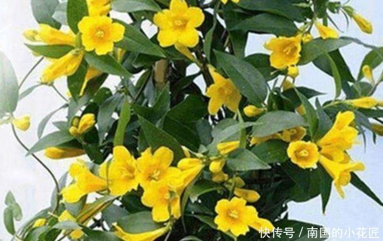  艳丽@喜欢在家中养护花卉，就选择花色艳丽，花开爆盆，花期长的5种花