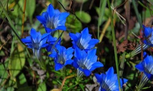  「龙胆花」此物开花太“梦幻”，生长快，开花多，年末养一盆，年初就爆盆