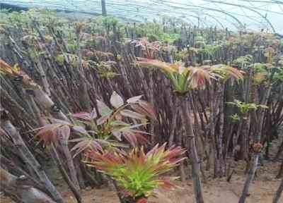  『年收入』农村新致富项目：香椿新模式栽种，做好年收入可观