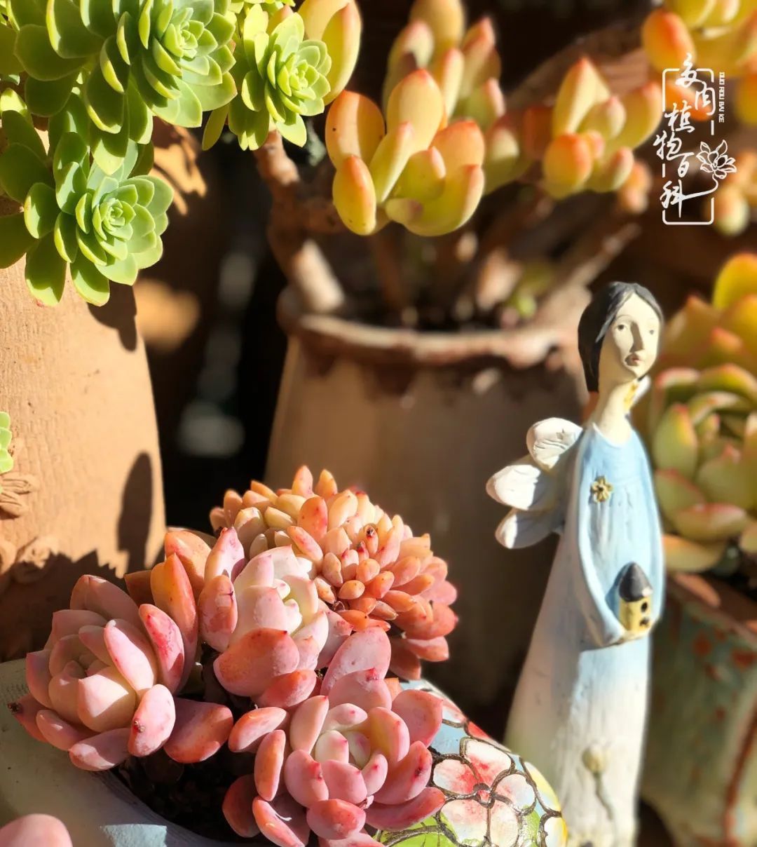  「院里」在茜的多肉小院里,花时间种快乐!